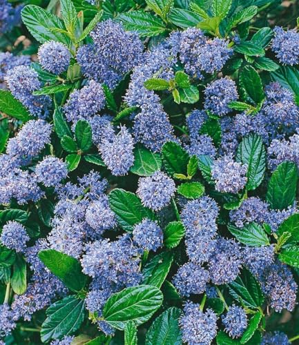 BALDUR Garten 1x Immergrüne Säckelblume Blauer Ceanothus 'Blue Mound', Pflanze im 13 cm-Topf, Kalifornischer Flieder winterhart, trockenresistent, pflegeleicht, Wasserbedarf gering, blühend