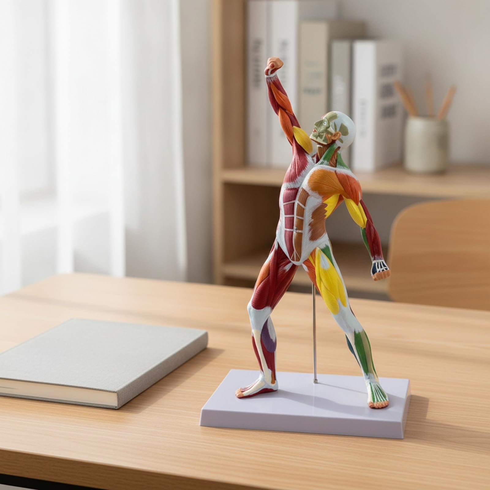 Modello Muscolare con Base Preciso , Modello Muscolare Umano Da 50 Cm