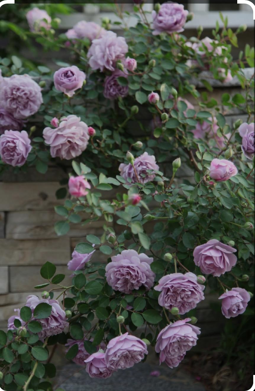 Climbing Blue Moon- Hybrid Tea Rose Plant, Stunning Lilac-Mauve Blooms, Strong Fragrance, Large Fully-Double, High-Centred 4" Wide Bloom- 3 Litre Pot- Established Garden Ready Rose