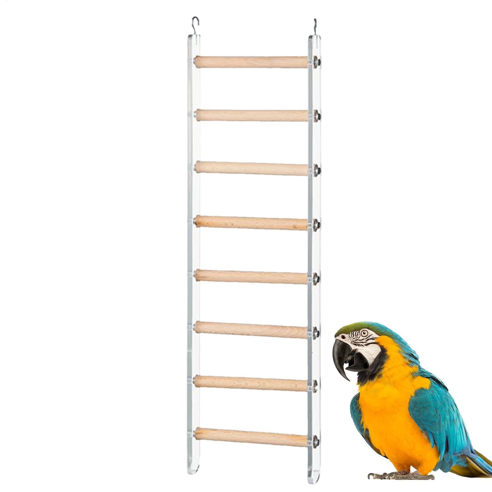 Échelle pour perroquet résistante pour éviter l'ennui de la conure