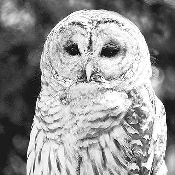 Europe BV Owl Ambiente Napkins 33 x 33 CM Pack of 20
