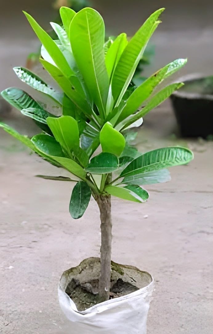 Red Plumeria Plant - Tropical Flowers FREE SHIPPING -4 Red Plumeria Plant - Tropical Flowers FREE SHIPPING -4