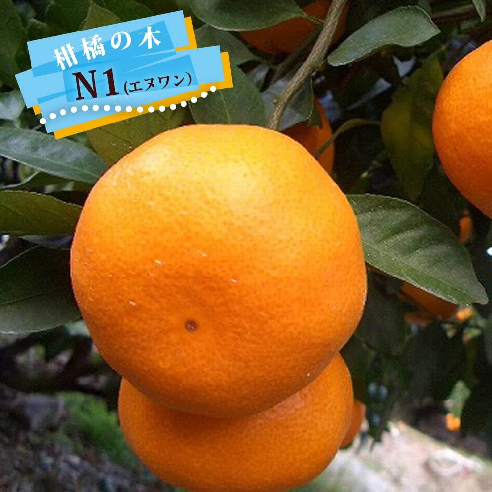 Amazon.co.jp: みかん 苗木 【日南の姫】 極早生温州みかん 2年生接木