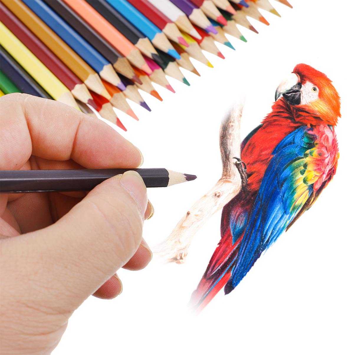 Aras Color Pencil Drawing By AtomiccircuS On DeviantArt, 49% OFF