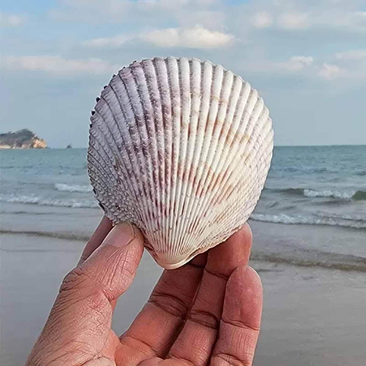 muszle do rękodzieła, Muszle naturalne duże 8~10 cm idealne na dekoracje weselne i plażowe