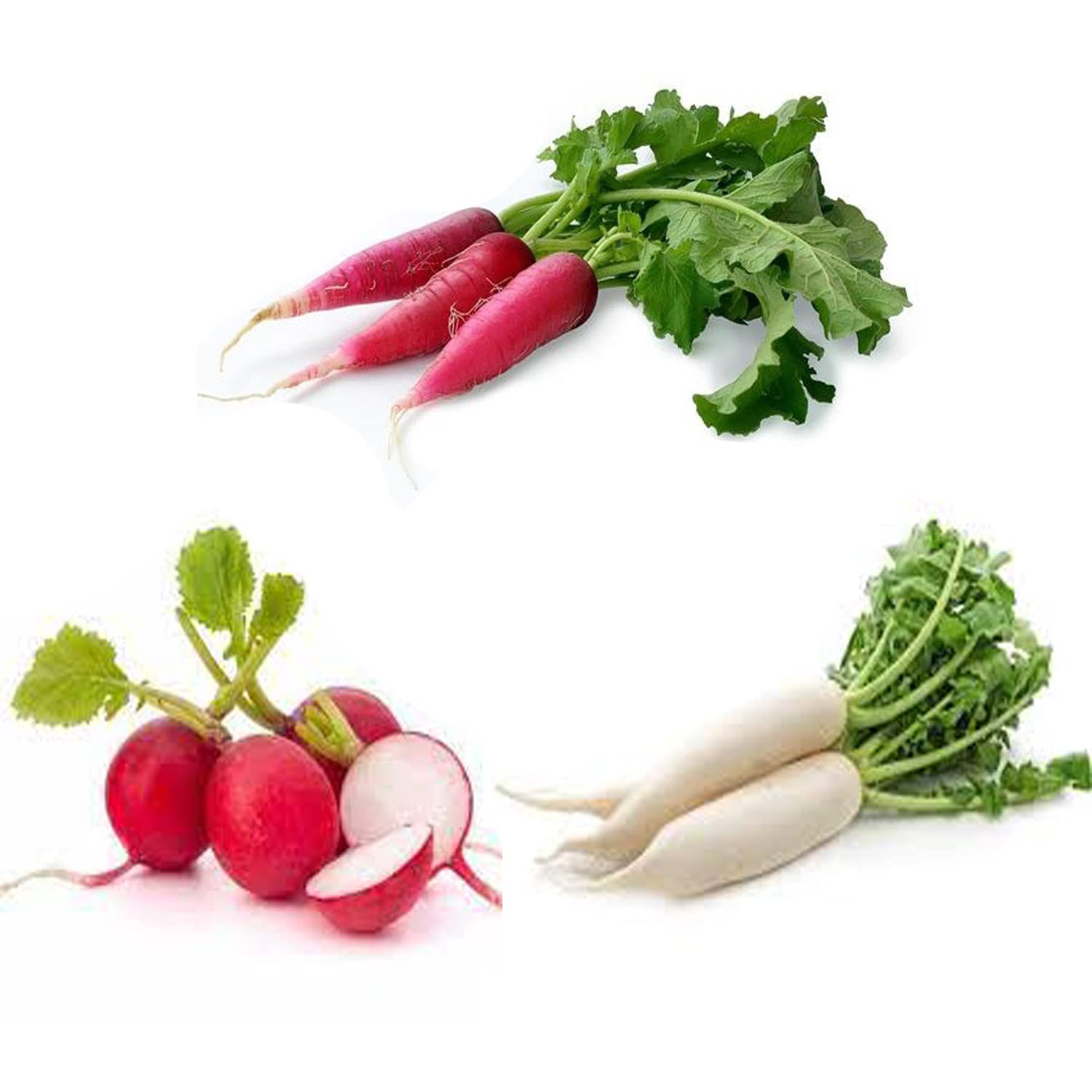 Combo Pack, Organic Seeds of 3 Types of Radish, White Radish, Red Long Radish, Red Round Radish, 15 Seeds of each-image-43