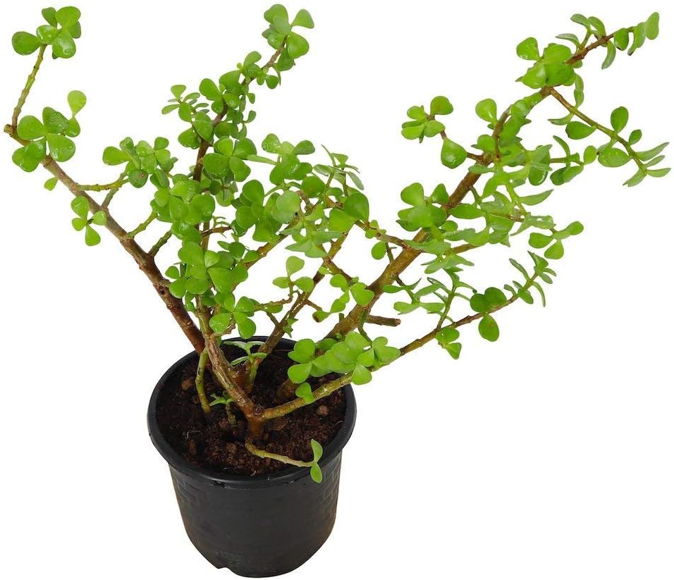 Seedlings India India Succulents Crassula Ovata, Jade Plant Live Plant"