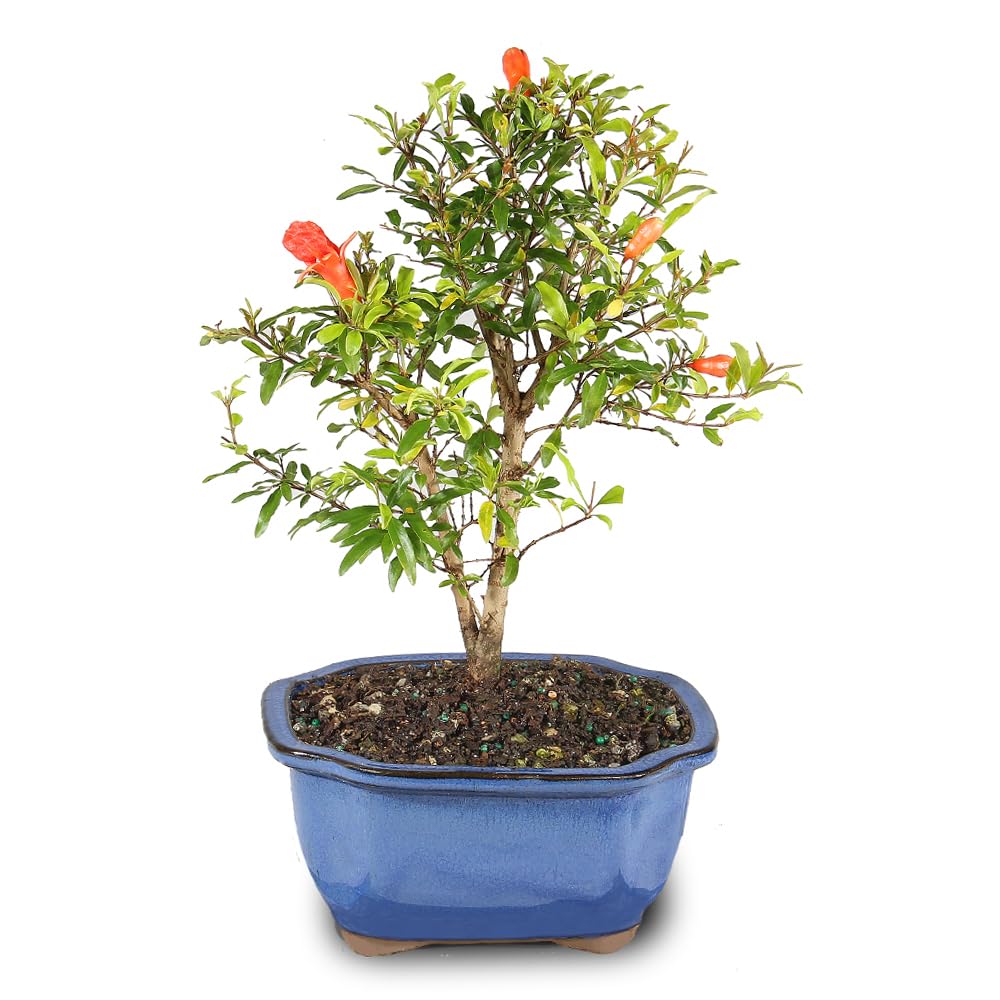 Brussel's Bonsai Dwarf Pomegranate