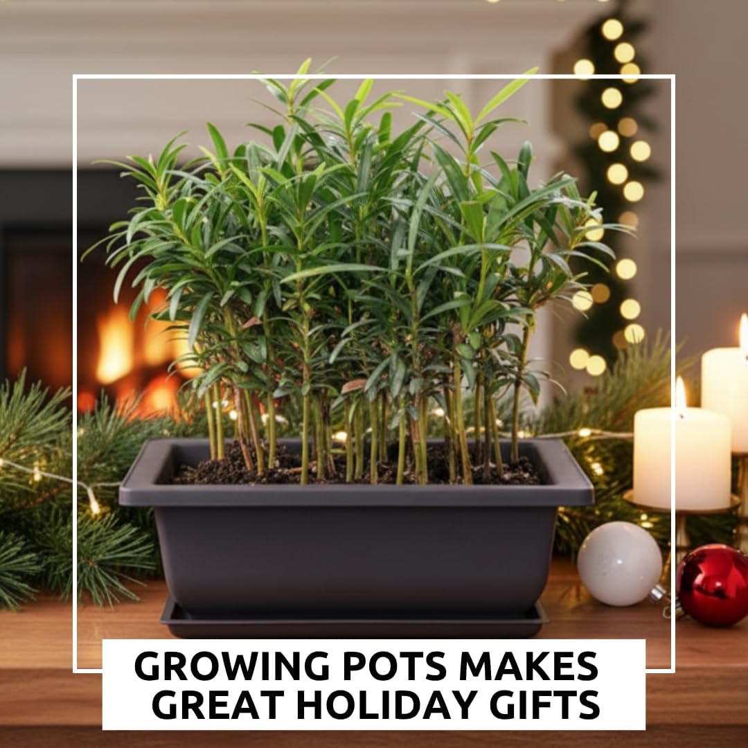 CZ Grain 3 Bonsai Tree Pots with Drip Tray - XL 11-Inch Pots with Drain Hole - Perfect for Bonsai, Gardening & Gift Idea - Grow Herbs in Your Kitchen