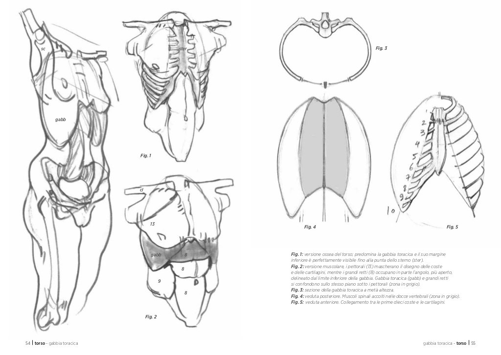 Anatomia artistica Carnet di morfologia