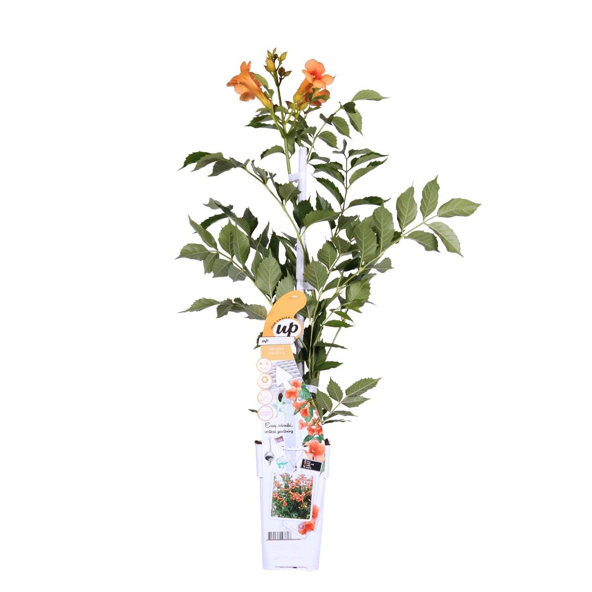 Bloomique - Campsis radicans 'Galen' - Bignone orange - Grimpante - Plante de jardin - Rustique - Hauteur 50-70 cm - Pot 15 cm