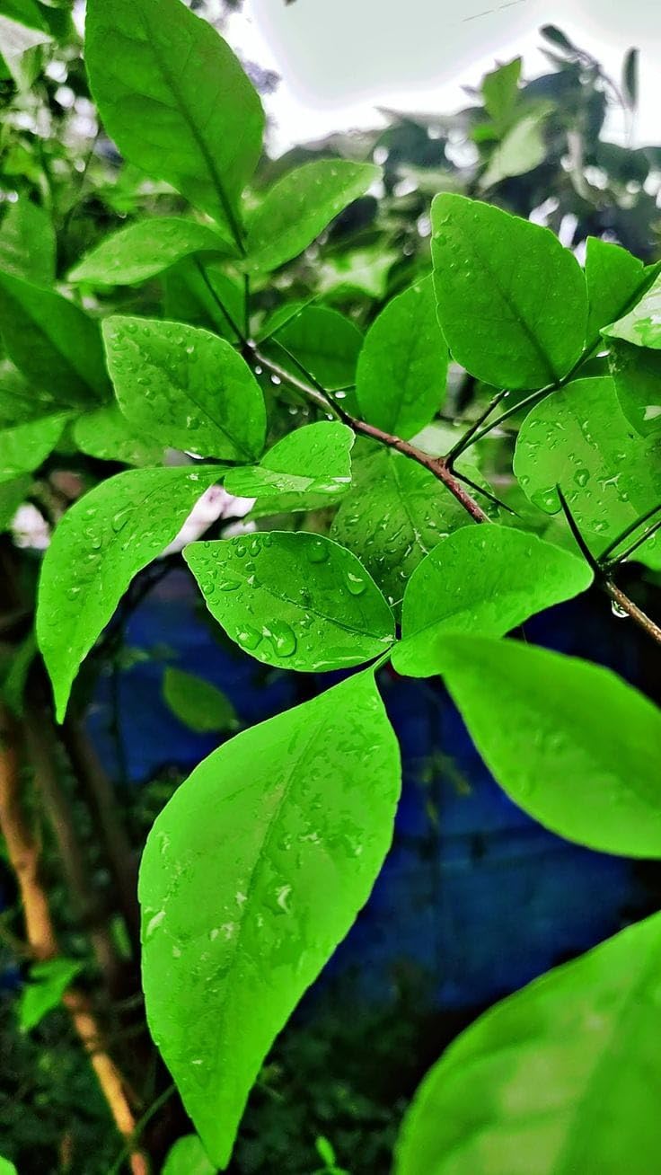 Bel Patra Live Plant | Fresh Sacred Bilva Plant for Shiva Worship | Home Garden & Balcony Plant | Naturally Grown | Without Pot (Pack of 1)-image-34