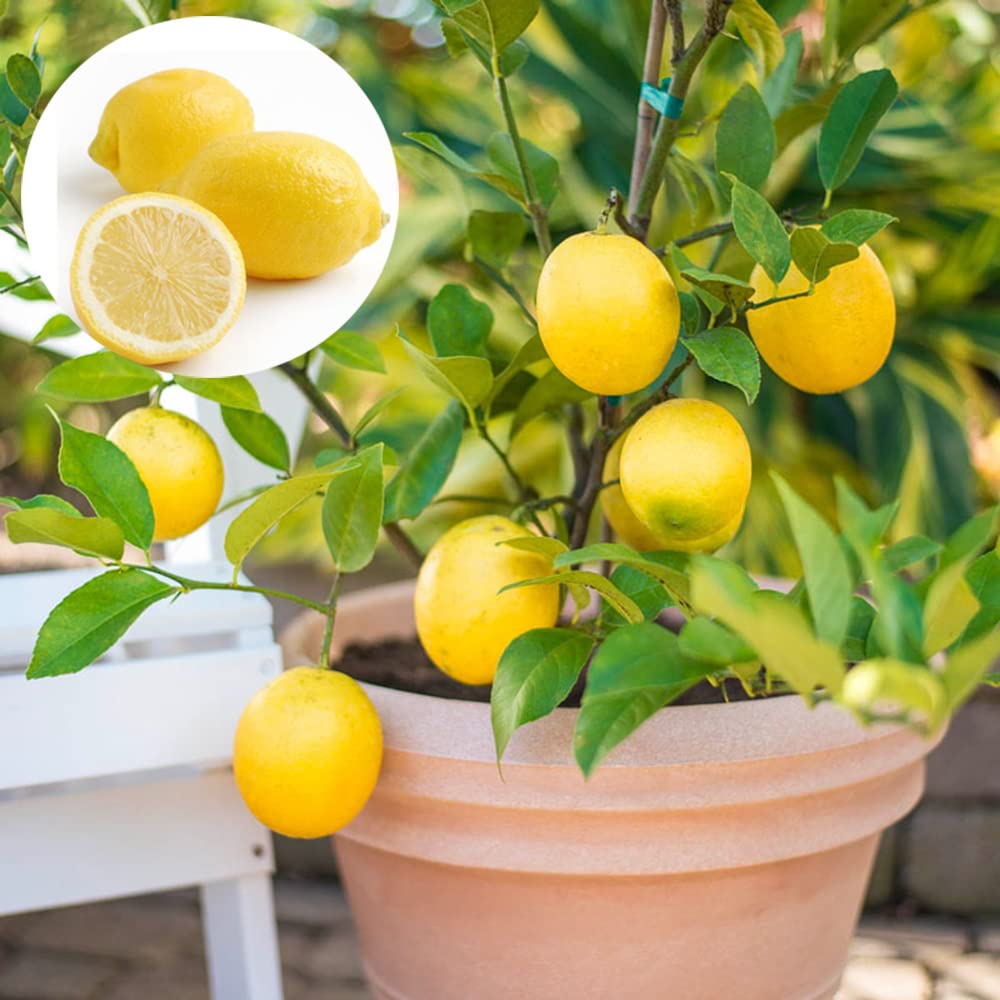GLOBAL GREEN | Seedless Grafted Lemon Plant/Dwarf Sarbati Lemon Plant (height 2 Feet) Fast fruiting Plant (B0BDG8W5RF) Amazon Price History, Amazon Price Tracker