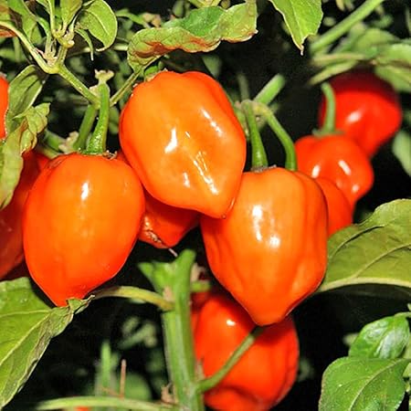 Amazon ハバネロ オレンジ 激辛とうがらしの苗 9cmポット自根苗 2個セット メキシコのユカタン半島が原産とされ 世界中でも有名な激辛トウガラシ ただ辛いだけではなくフルーティな香りをもつのも特徴です ご注意 実がなり始めたら注意が必要です 実や種や