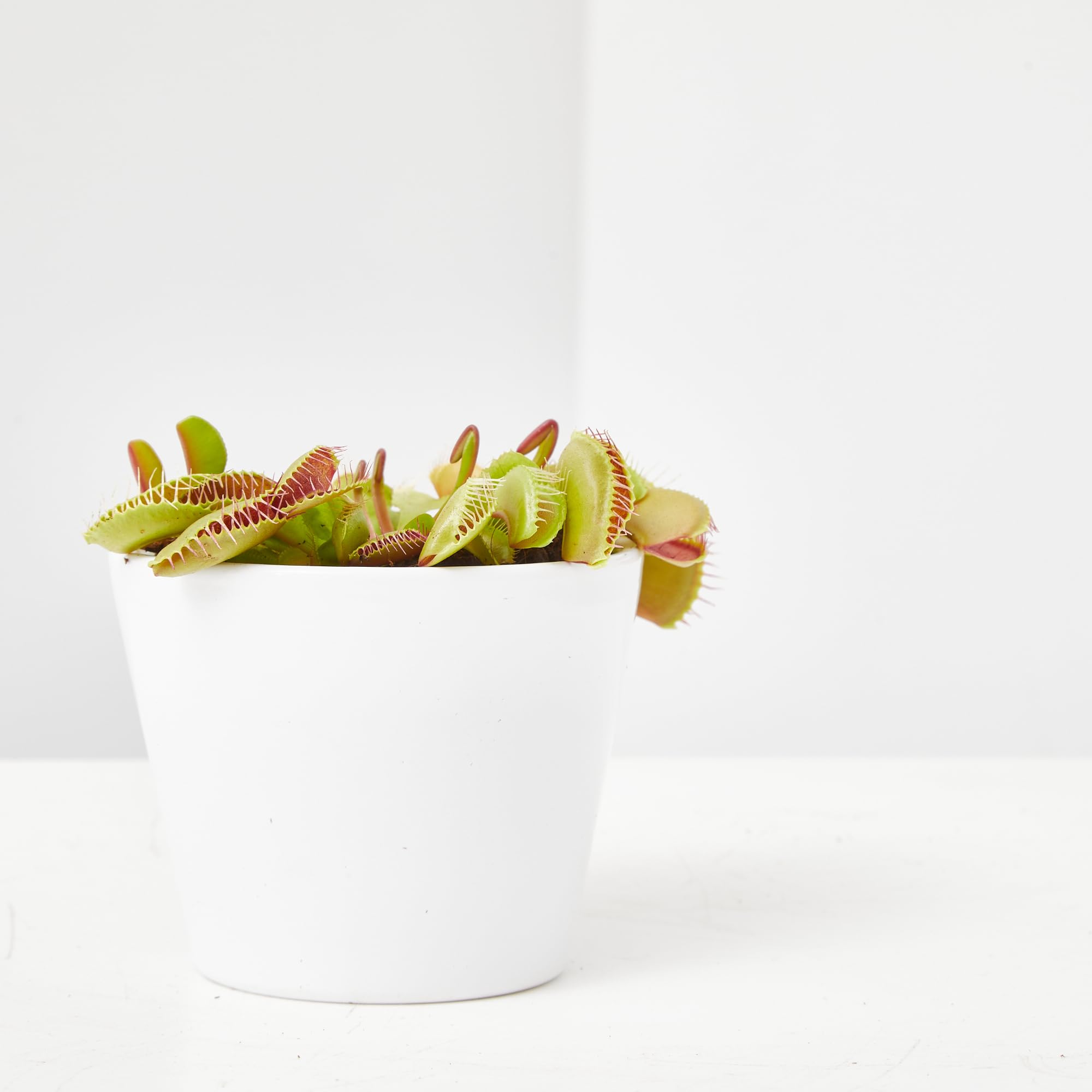 Verdecora Planta Carnívora Dionaea Muscipula + Abono Hidratante Plantas Carnívoras | Venus Atrapamoscas | Planta Insectívora de interior (Maceta Ø9cm)