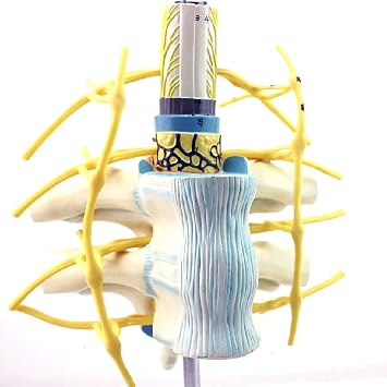 Teaching Model,Anatomical Human Spine, Human Spine Model, Thoracic Spinal Cord Spinal Nerve Sympathetic Trunk Model, Human Spine Model Anatomy System, Used for Skeletal A