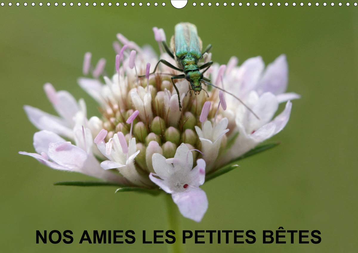 Martine JulienNos amies les petites bêtes 2020: Nos amies qui vivent dans l'herbe haute