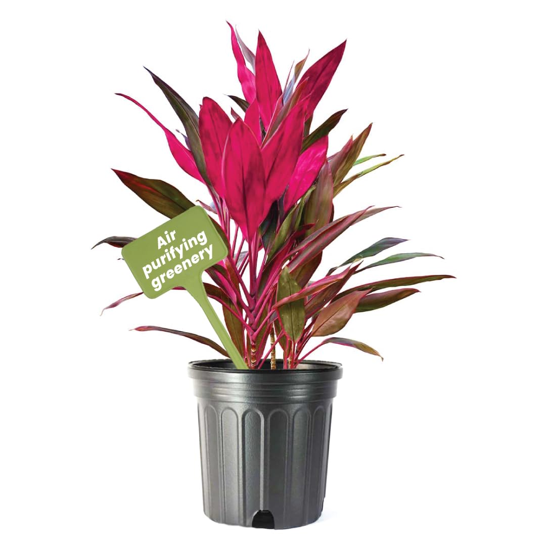 American Plant Exchange Ti Plant