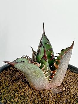 （coyote産）アガベ　Red Catweezle ゴリ猫 coyote産）アガベ Red Catweezle ゴリ猫