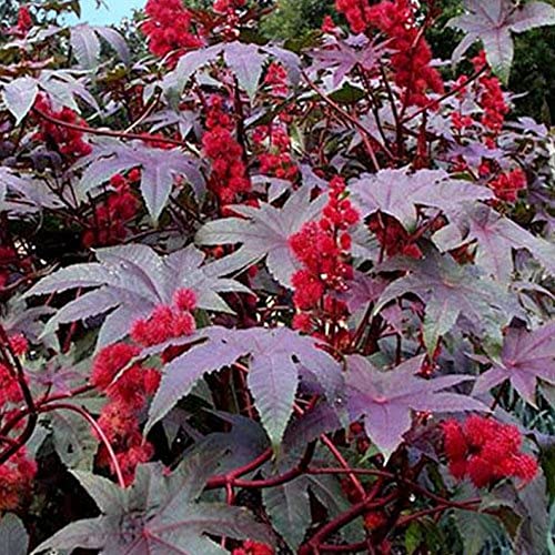 Castor Oil Plant Inus Red Giant - Inus Communis - Red leaved Castor Bean 6 Annual Shrub Seeds