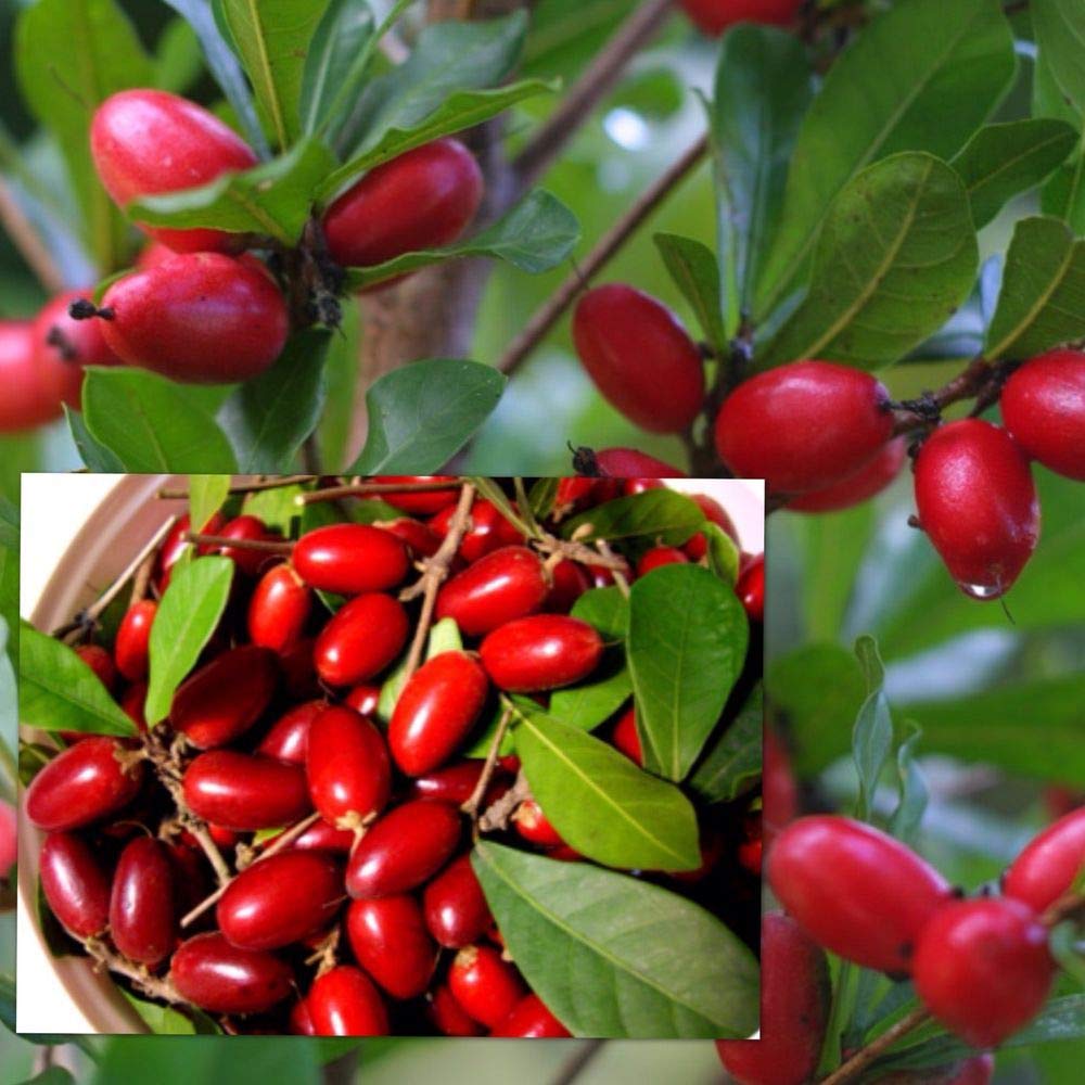 M-Tech Gardens Rare Miracle Berry Fruit Live Seedling Plant