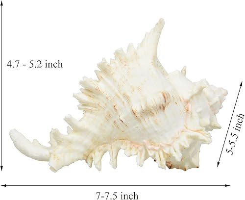 Miniatura 3 de Conchas marinas naturales grandes, conchas de Murex Ramosus, enorme concha oceánica de 7 a 8 pulgadas, conchas marinas gigantes perfectas para