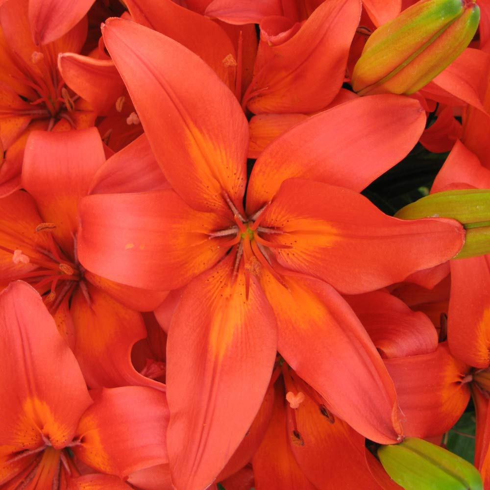 Matrix Asiatic Lily - 5 Bulbs