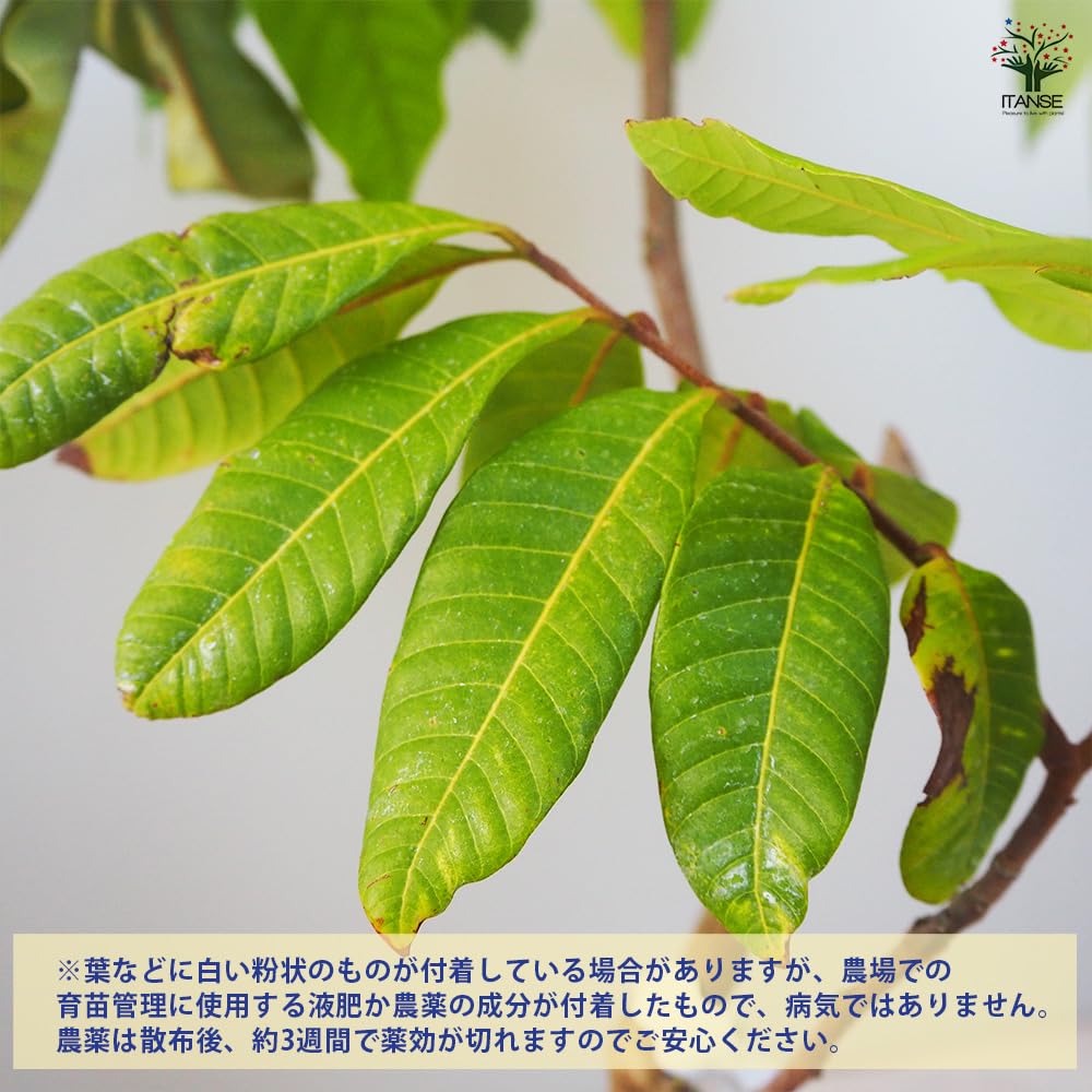 ❼龍眼　タイウエン　大玉　耐寒性 ➆龍眼 タイウエン 大玉 耐寒性 ➆龍眼 タイウエン 大玉 耐寒性
