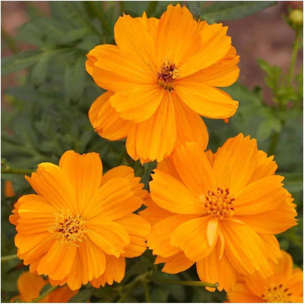 Everwilde Farms - 1 Lb Dwarf Orange Cosmos Wildflower Seeds - Gold Vault