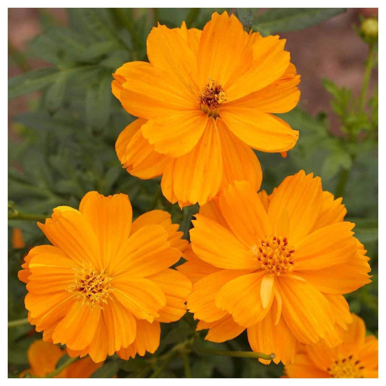 Amazon.com : Everwilde Farms - 1 Oz Dwarf Orange Cosmos Wildflower