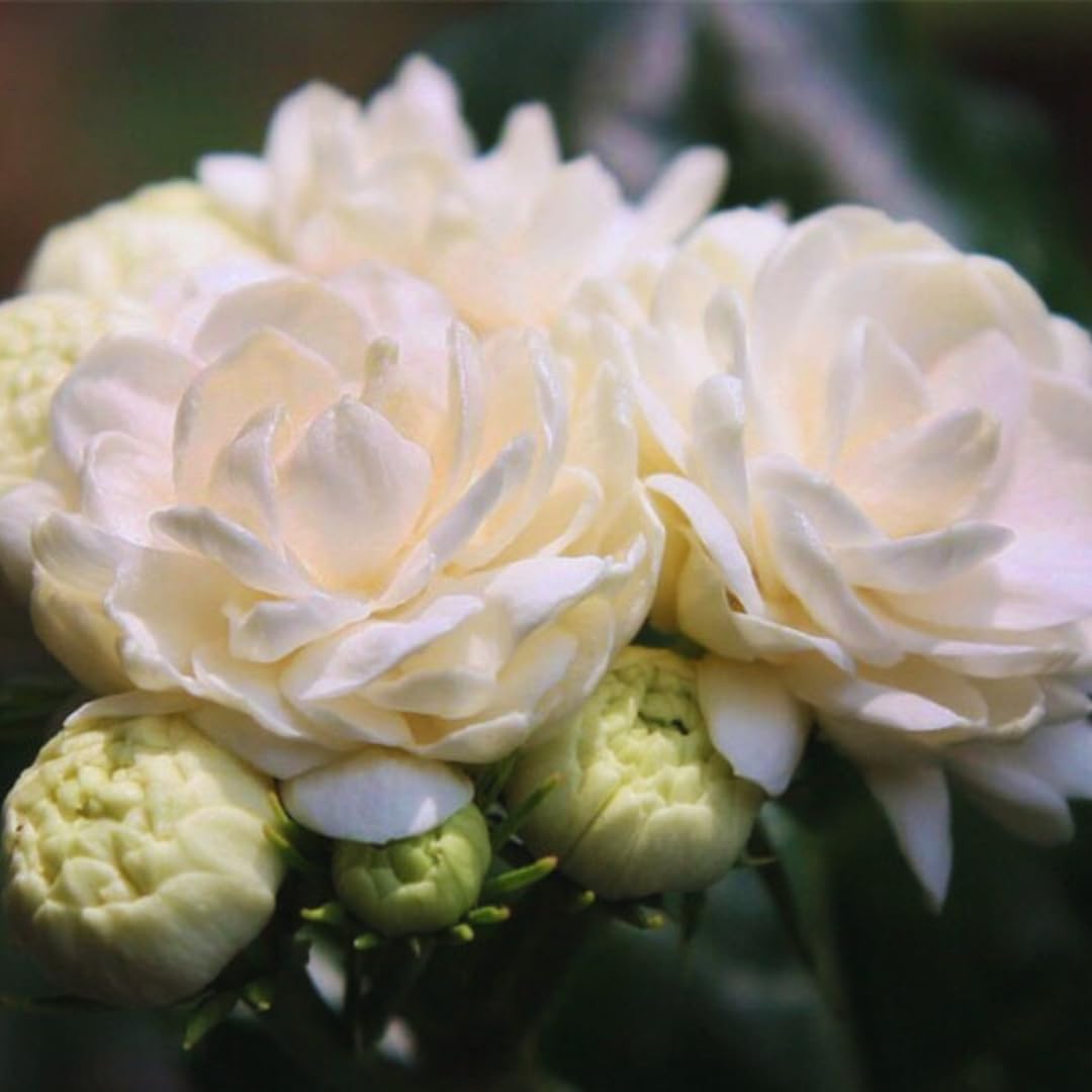 Grand Duke of Jasmine Plant Live, 3 Gallon Pot, Jasmine Live Plant, 2 Feet Tall, Flowering Climbing Vine Tree