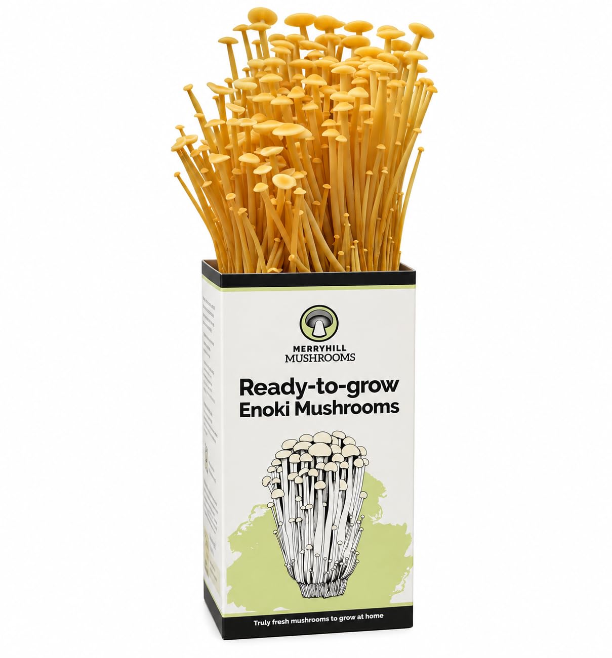 Ready Growing Golden Enoki Mushroom Growing Kit | Easy to Grow, Perfect Indoor Gardening Gift | Fun to Grow, Gourmet Mushroom | Grow Your Own Kits |