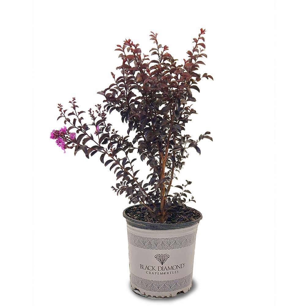 Black Diamond Purely Purple 3-Gal
