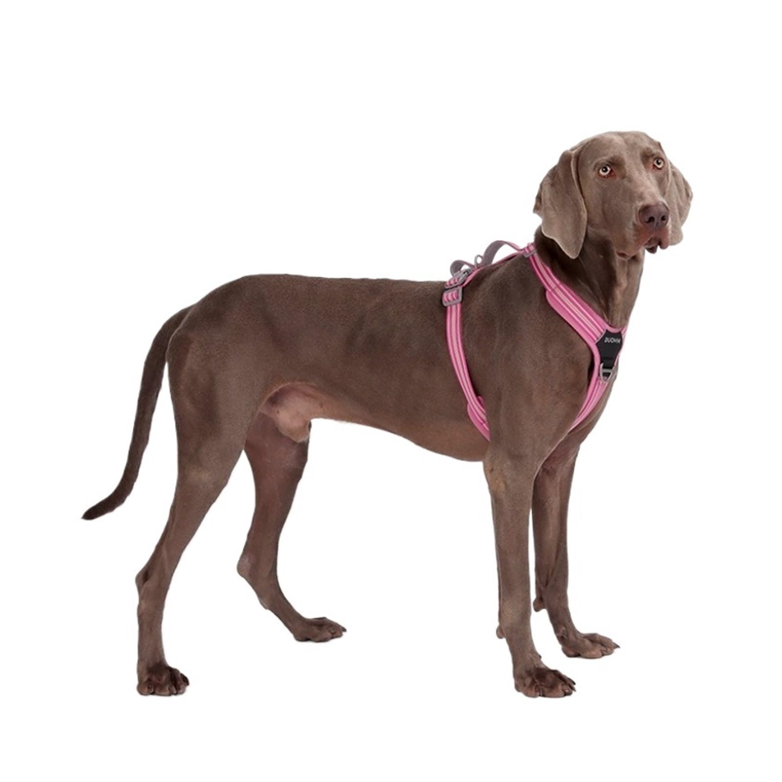 Pettorina For Cani Antistrappo Facile Da Indossare E Togliere, Fibbia A Sgancio Rapido E Doppia Maniglia, Gilet Riflettente Regolabile For La Sicurezza A Piedi E In Auto(Rose red,L(NEW))