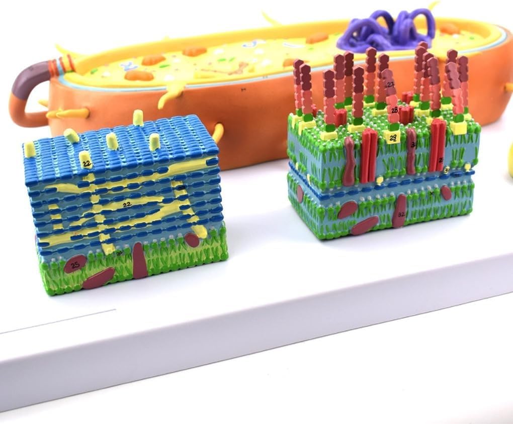 Modello di anatomia cellulare batterica per addestramento medico, cromosoma nucleare biologico e strumento educativo Flagellum, ideale per uso in classe e studio