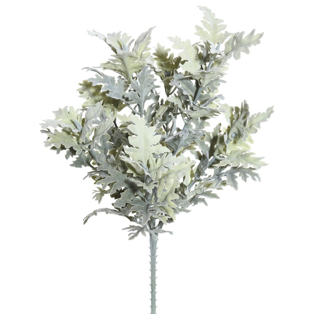 Dusty Miller