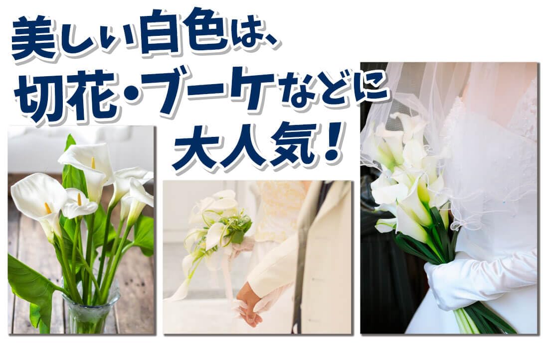 Amazon.co.jp: 国華園 カラー エチオピカ ホワイト 3球 / 春植え球根