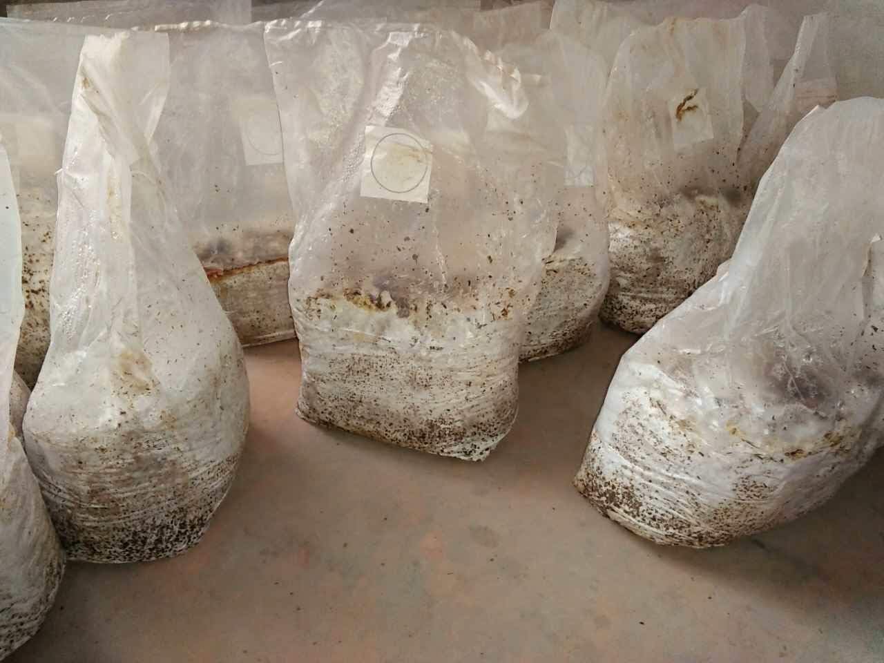 SUCOHANS Mushroom Bags All in One Mushroom Grow Bag Farm-Mushroom Spawn Sealable Spawn Myco Bags,Large Size 8" X 5" X 19",0.2 Micron Filter, 3 Mil Polypropylene,for Substrate Autoclavable (100)