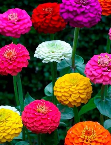 1000 semillas de zinnia enano mezcla de liliput para plantar 018oz sin OMG reliquia Elegans Midget cosechado en Estados Unidos abeja polinizadora