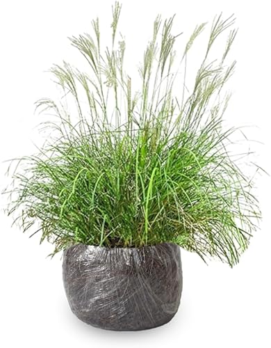 Miniatura 6 de Plántulas de césped ornamental, planta viva, completamente enraizada podada de nuevo a 5 a 9 Inc en pastos altos Plantas vivas perennes (miscanthus