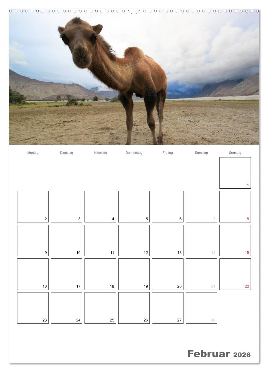 Kamel Porträt (hochwertiger Premium Wandkalender 2026 DIN A2 hoch), Kunstdruck in Hochglanz: Der etwas andere Tierkalender jetzt als Familienplaner (CALVENDO Tiere)