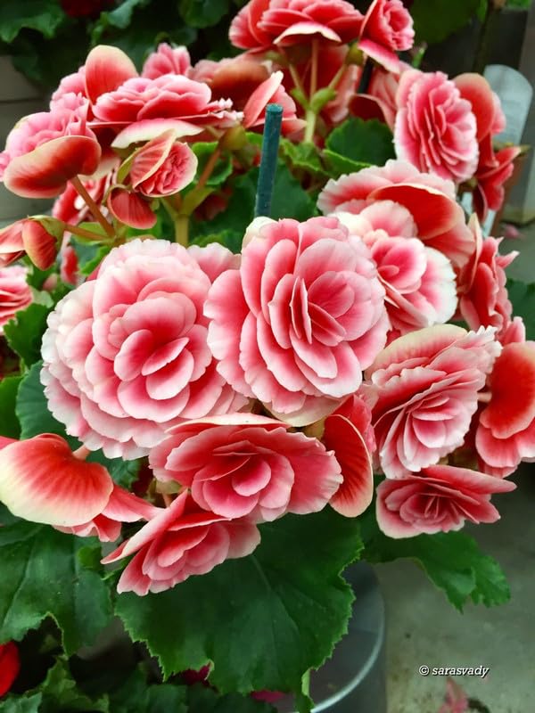 Begonia Imported Double Flower Bulbs for Home and Gardening | Pack of 2 Bulbs (Red) 1