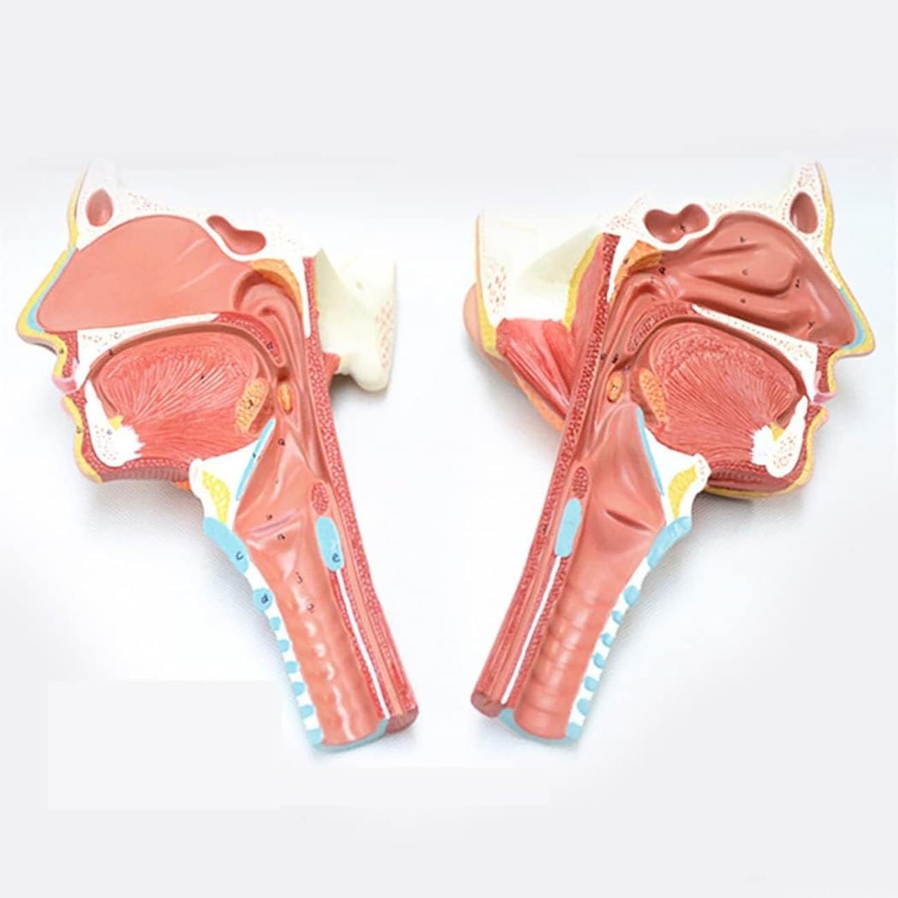 model anatomiczny, Model anatomiczny ludzkiego mięśnia gardłowego i krtani