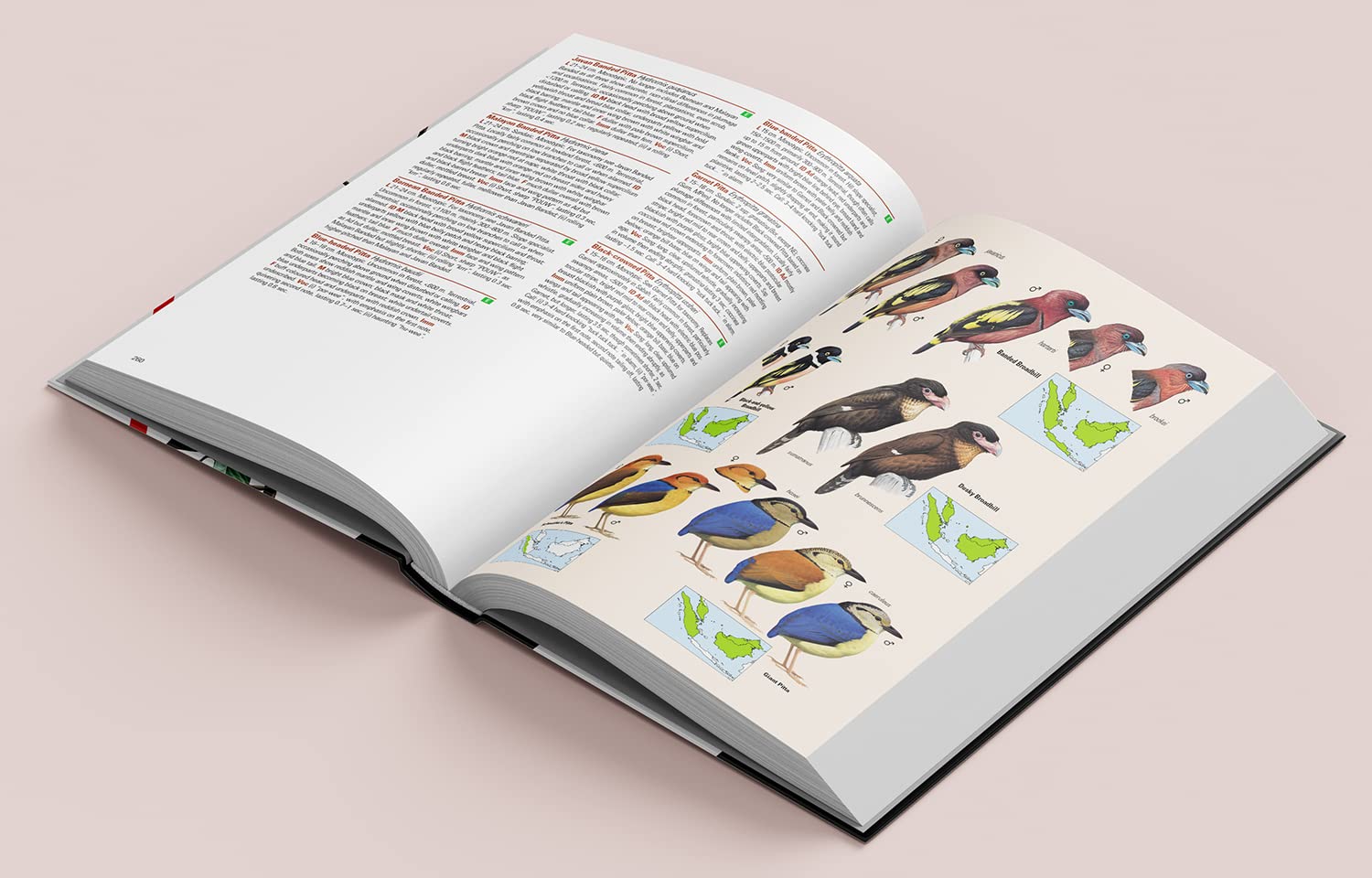 Birds of the Indonesian Archipelago: Greater Sundas and Wallacea
