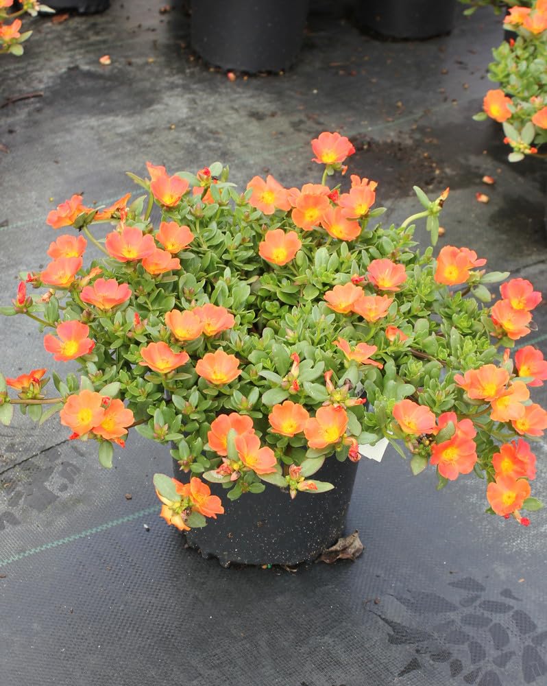PORTULACA FLOWER ORANGE /9 0 CLOCK FULL HYBRID ORGANIC OUTDOOR GARDEN LIVE PLANT HANGING (GROW BAG POT SMALL PLANT)