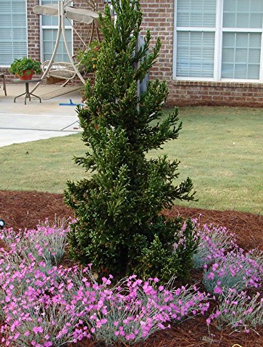 Black Dragon Cryptomeria Tree (Japanese Cedar) - Starter Plant (7L) (1 Live Plant) #TOP3
