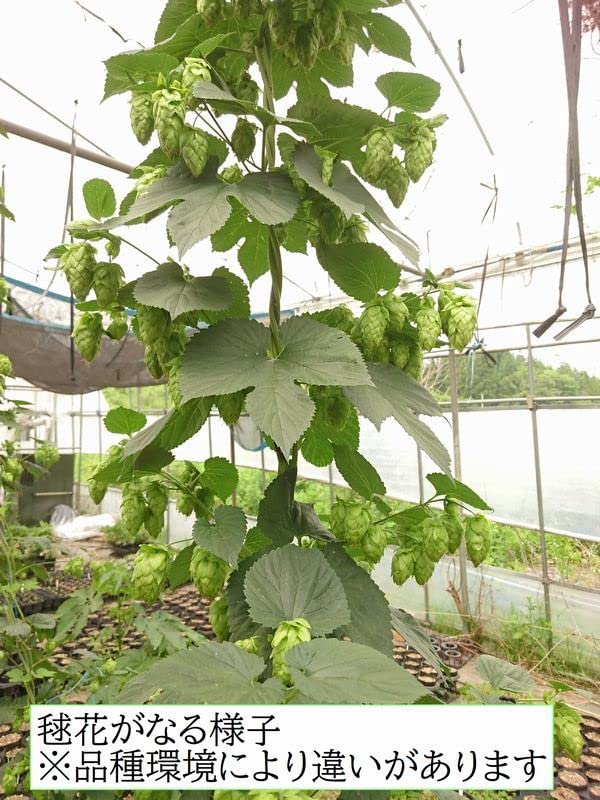 ホップ特大苗　ハラタウ Amazon.co.jp: ホップ苗 ハラタウ 雌株 : DIY・工具・ガーデン