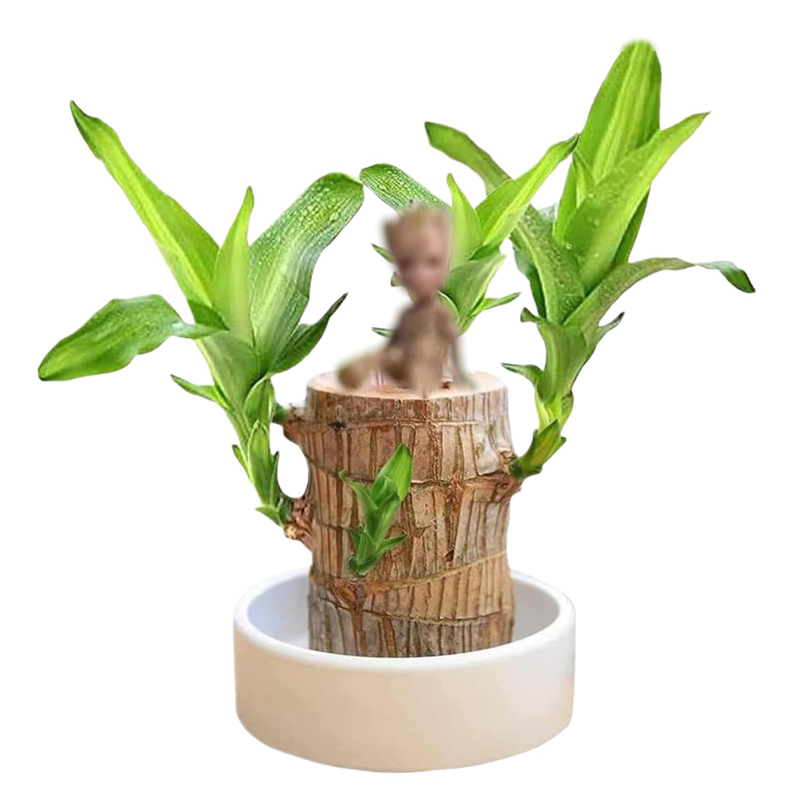 See full amazon price history chart for INENDLY Brazilian Wood Plant, Brazilian Lucky Wood Plant, Brazilian Wood Hydroponic Plant for Purifying Indoor Air, Mini Lucky Bamboo Wood with Ceramic Tray for Desktop Decoration (#2-1pcs) INENDLY Brazilian Wood Plant, Brazilian Lucky Wood Plant, Brazilian Wood Hydroponic Plant for Purifying Indoor Air, Mini Lucky Bamboo Wood with Ceramic Tray for Desktop Decoration (#2-1pcs) (B0D5VJNHH7) Amazon Price History, Amazon Price Tracker