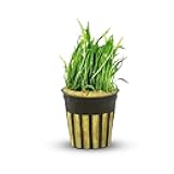 CANTON AQUATICS Micro Sword Narrow Leaf Aquarium Plant - Lilaeopsis Zelandiae Live Freshwater Plant - Dense Green Ground Cover with Fast Growth for Beautiful Aquatic Landscape - 2 Pot