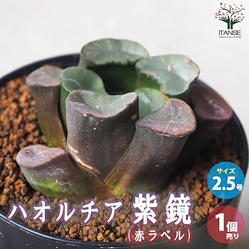 赤紫色の多肉植物 中型鉢*3 赤紫色の多肉植物 中型鉢*3 61OtAi6P79L._UF350,350_QL80_.jpg